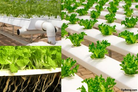 What Is Hydroponic Gardening Advantages Of Hydroponics Tip Being 2023