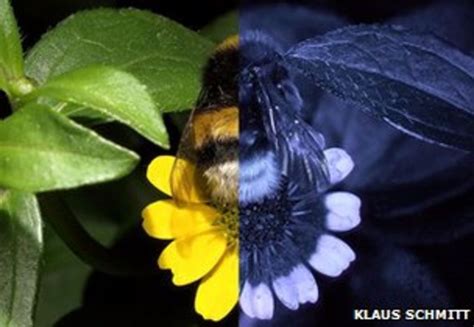 Database Shows How Bees See World In Uv Bee See World Insect