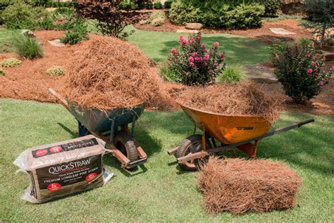 Pine Needle Straw Mulch Dutch Garden Nursery