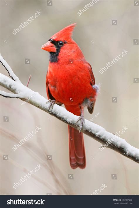 Red Bird Northern Cardinal Male Winter Stock Photo