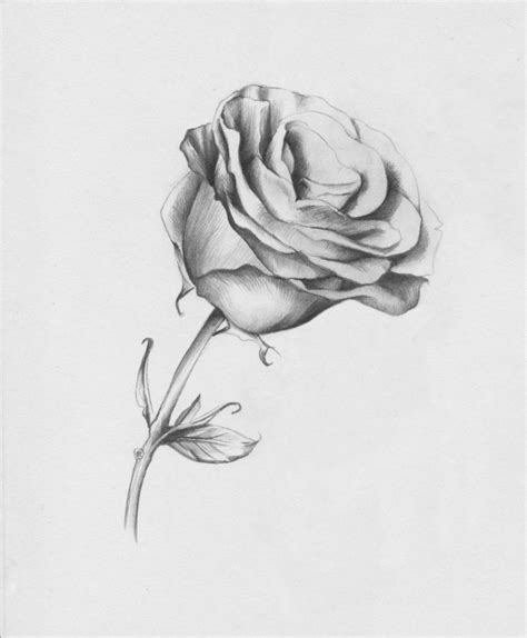 Drawing Roses In Graphite Pencil And Colored Pencil