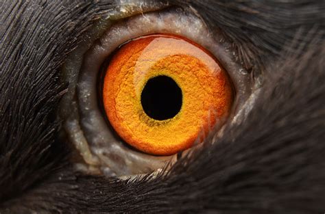 Animal Eye Close Up