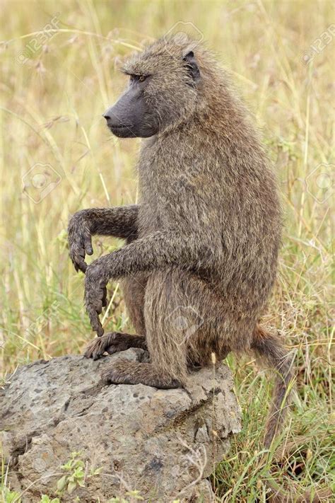 olive baboon on rock - Google Search | Baboon, Animals, Rock