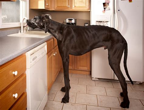 Worlds Tallest Dog — Zeus The Great Dane — Dies At Age 5 The