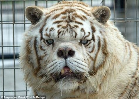 How Generations Of Inbreeding To Create White Tigers Caused Horrific
