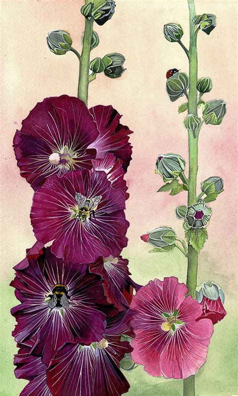 Hollyhocks Botanical Drawings Flower Art Flower Painting