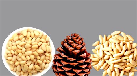 Pine Nuts Pine Nuts Health Benefits Nutrition And Uses