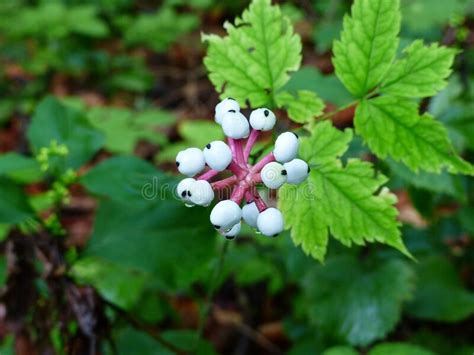 Common Snowberries In A Mackinac Island Garden Stock Image Image Of