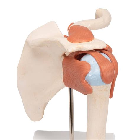 Anatomy Model Shoulder Joint Functional Deluxe