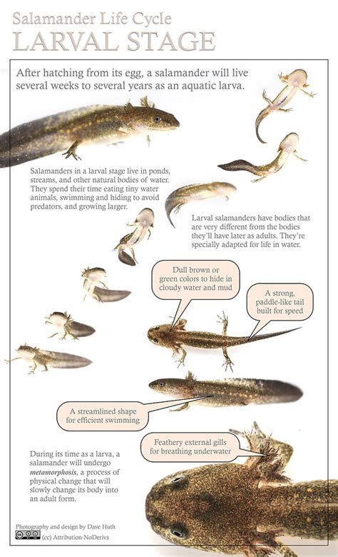 Salamander Larva Fact Sheet Here Is A Simple Fact Sheet I Flickr
