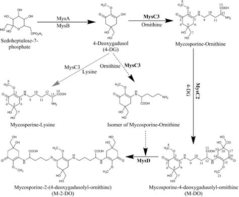 Proposed Biosynthesis Pathway For The Complicated Maa Compound