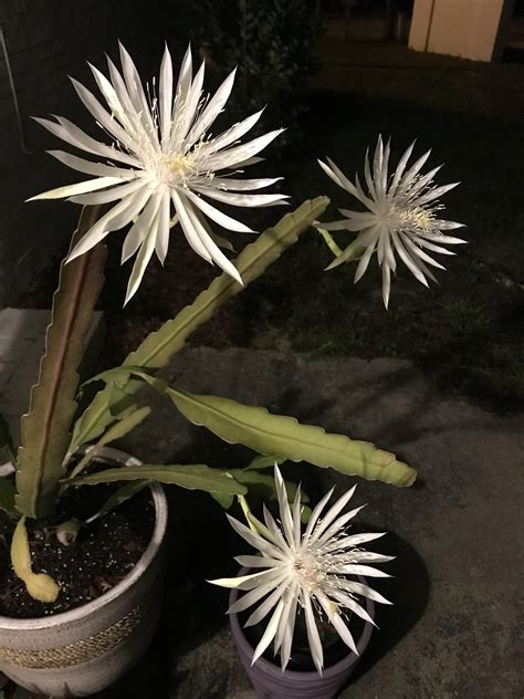 Night Blooming Cereus With 3 Blooms Tonight Rbotany