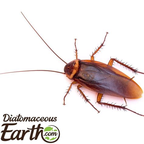 How To Apply Diatomaceous Earth 3 Application Methods Diatomaceous Earth Pest Control Pests