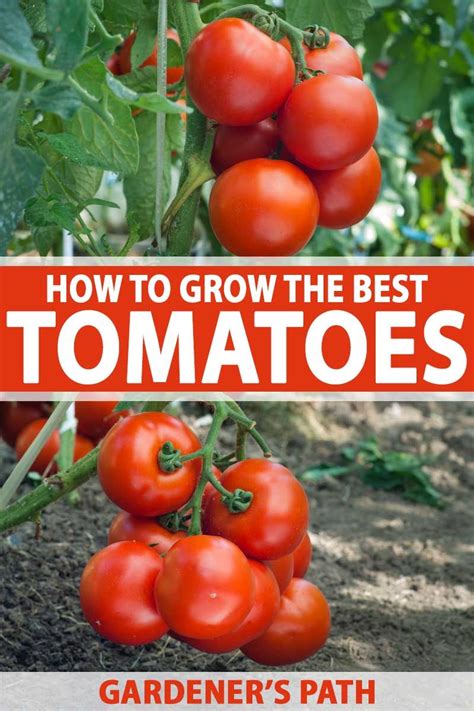 Learn How To Grow The Best Tomatoes Gardeners Path Growing