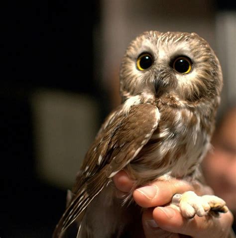 Top 101 Pictures Images Of Baby Owls Updated