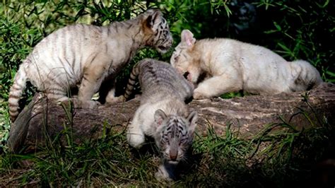 They Are So Cute Argentinian Zoo Shows Off White Tiger Triplets Fox News