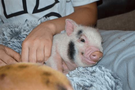 Buying A Microminiature Pig As A Pet In The Uk The Pig Father