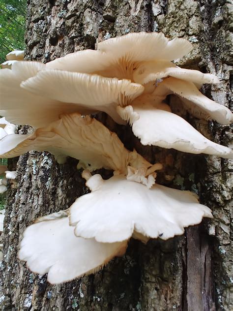 Kentucky Mushrooms Morel Mushrooms And Mushroom Hunting