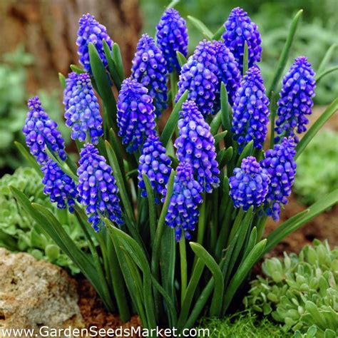 Muscari Armeniacum Grape Hyacinth Armeniacum 10 Bulbs Garden