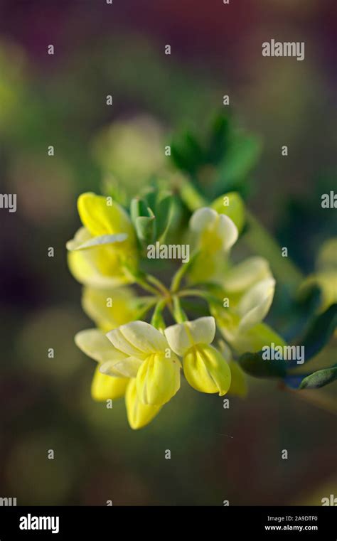 Coronilla Valentina Subsp Glauca Citrina Agm Stock Photo Alamy