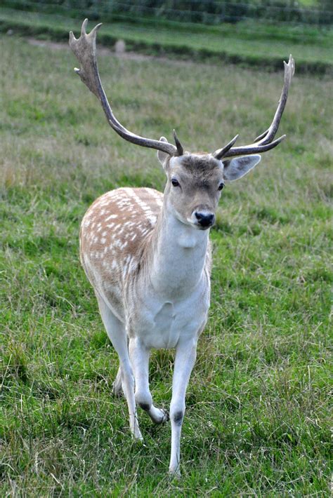 Scottish Deer Centre Fallow And Sika Deer Fallow Deer Dama Flickr