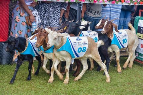 The Kampala Goat Race The Event You Wouldnt Want To Miss For Anything
