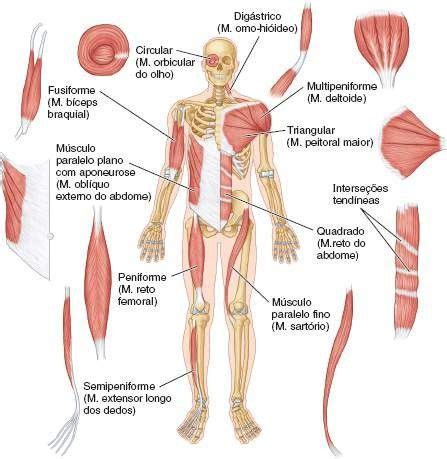 Biolog A Do Ficha Tipos De M Sculos Esqueleticos Tipos De Musculos Anatomia Humana