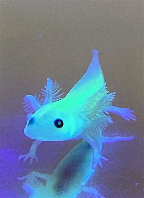 Gfp Leucistic Axolotl Axolotls For Sale Axolotl Planet Lupon Gov Ph