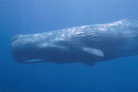 Satu paus sperma lain ditemukan di spanyol dengan 30 kilogram plastik di dalam tubuhnya. 11 Hewan yang Memiliki Suara Paling Keras | Si Binatang