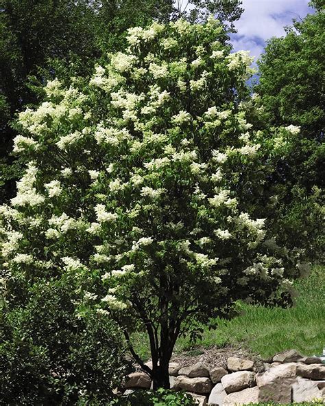 Ivory Silk Japanese Tree Lilac Syringa Reticulata Fragrant Quart Pot
