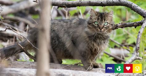 Contest That Asked Kids To Kill Feral Cats Canceled In New Zealand