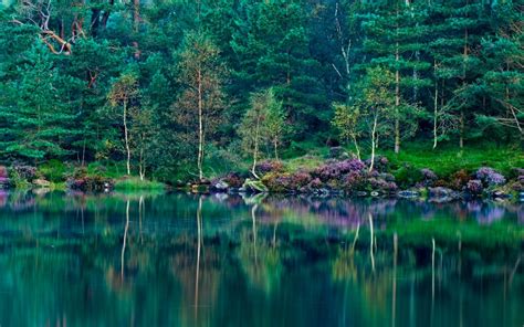 Landscape Nature Lake Forest Green Reflection