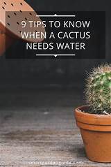 How Often To Water Cactus (9 Essential Tips | Cactus care ...