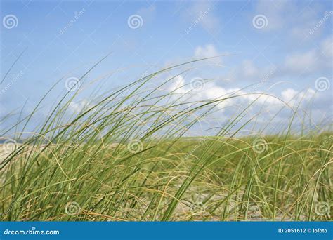 Beach Grass Stock Photography Image 2051612
