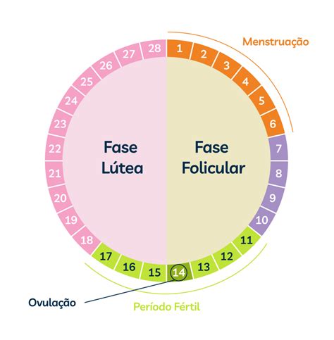 fases do ciclo menstrual folicular ovulatória ou lútea entenda cada uma
