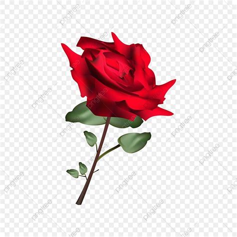 Bunga Mawar Merah Yang Indah PNG Bunga Mawar Bunga Mawar Merah Indah Bunga Mawar Merah PNG