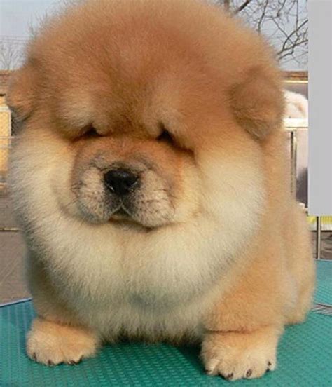 cute chubby puppies 23 chubby puppies mistaken for teddy bears discover more posts about