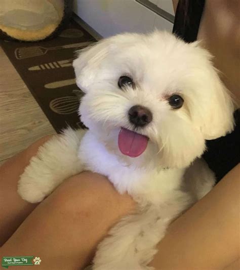 Bright White Maltese Stud Dog Queens Breed Your Dog