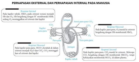 Terlarut dalam plasma darah dalam bentuk ion bikarbonat (hco3) 2. Proses Pertukaran Gas Dalam Pernapasan Eksternal Adalah ...