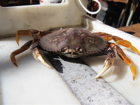 Fish Report The Dungeness Crab Fishery ﻿coping With