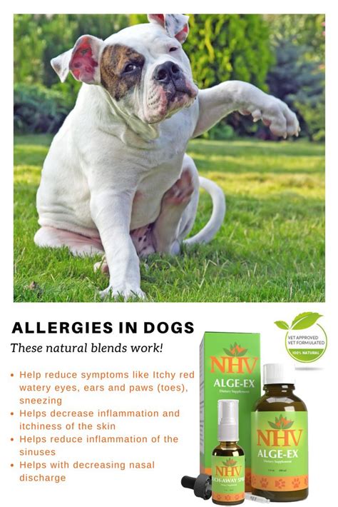 Keeping a cat allergy remedy or two up your sleeve will make life easier if you have cat allergies and live with a cat. Natural Allergy Kit with Histamine Support | Pet allergies ...