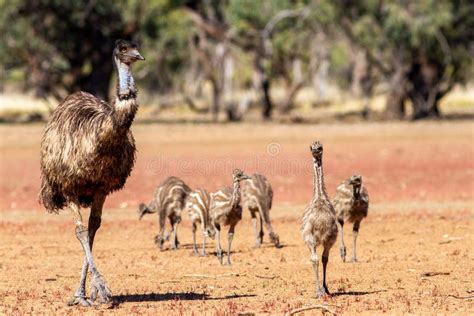 Emu Flock Stock Photos Free And Royalty Free Stock Photos From Dreamstime