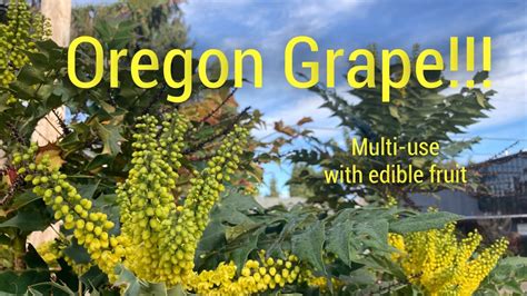 Mahonia Oregon Grape Easy To Grow Edible Plant Has Many Uses Youtube