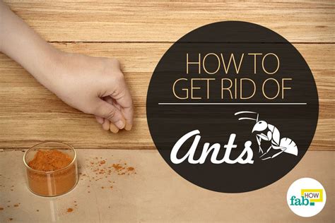 In order to prevent an ant infestation, be sure to tidy up any food and securely seal any open food. How to Get Rid of Ants Naturally | Fab How