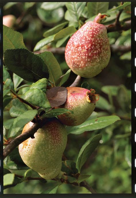 Honeycrisp apple (245) starting at $52.99 bartlett pear (100) starting at $52.99 easy to grow! The Case for Growing Quince - Southern Living