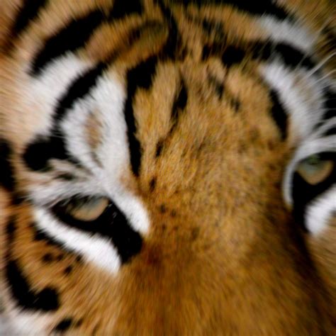 List 104 Pictures Photos Of Tigers Faces Stunning