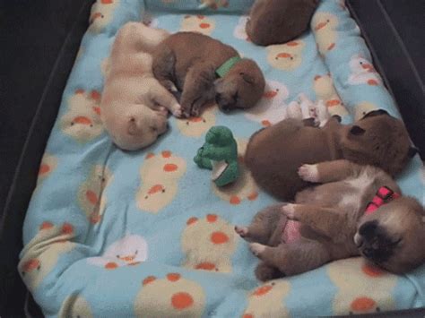 Puppy Dreaming  Find And Share On Giphy