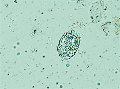 Animal Zygote Stock Photos Pictures And Royalty Free Images Istock