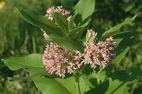 Common Milkweed Asclepias Syriaca In Naperville Aurora Batavia Oswego