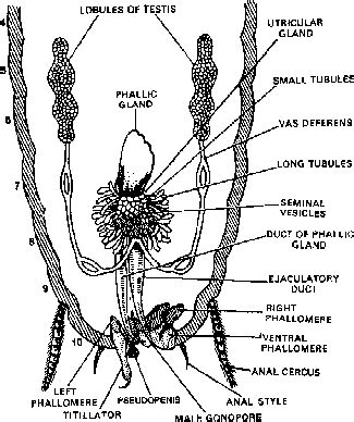 Reproductive System Of Cockroach